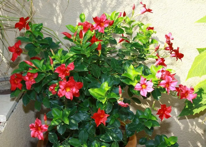 Vacation House On Island Brac - Ana * Postira